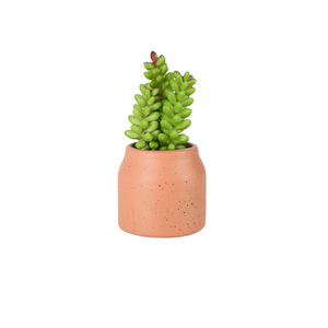 Maceta con Cactus Terracota 7.6x11x7.6 cm